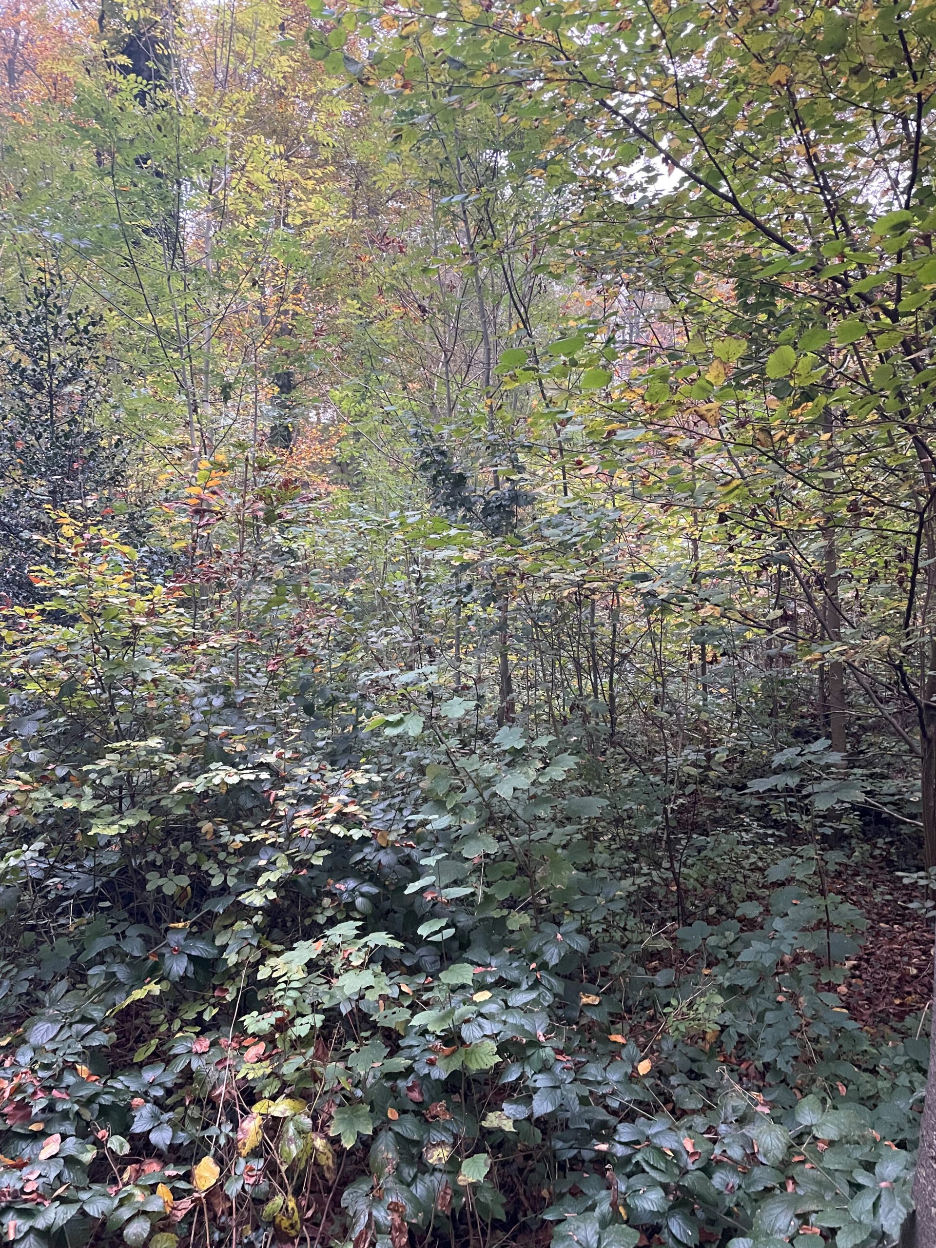 Essay: De ruimte van Clarice Lispector