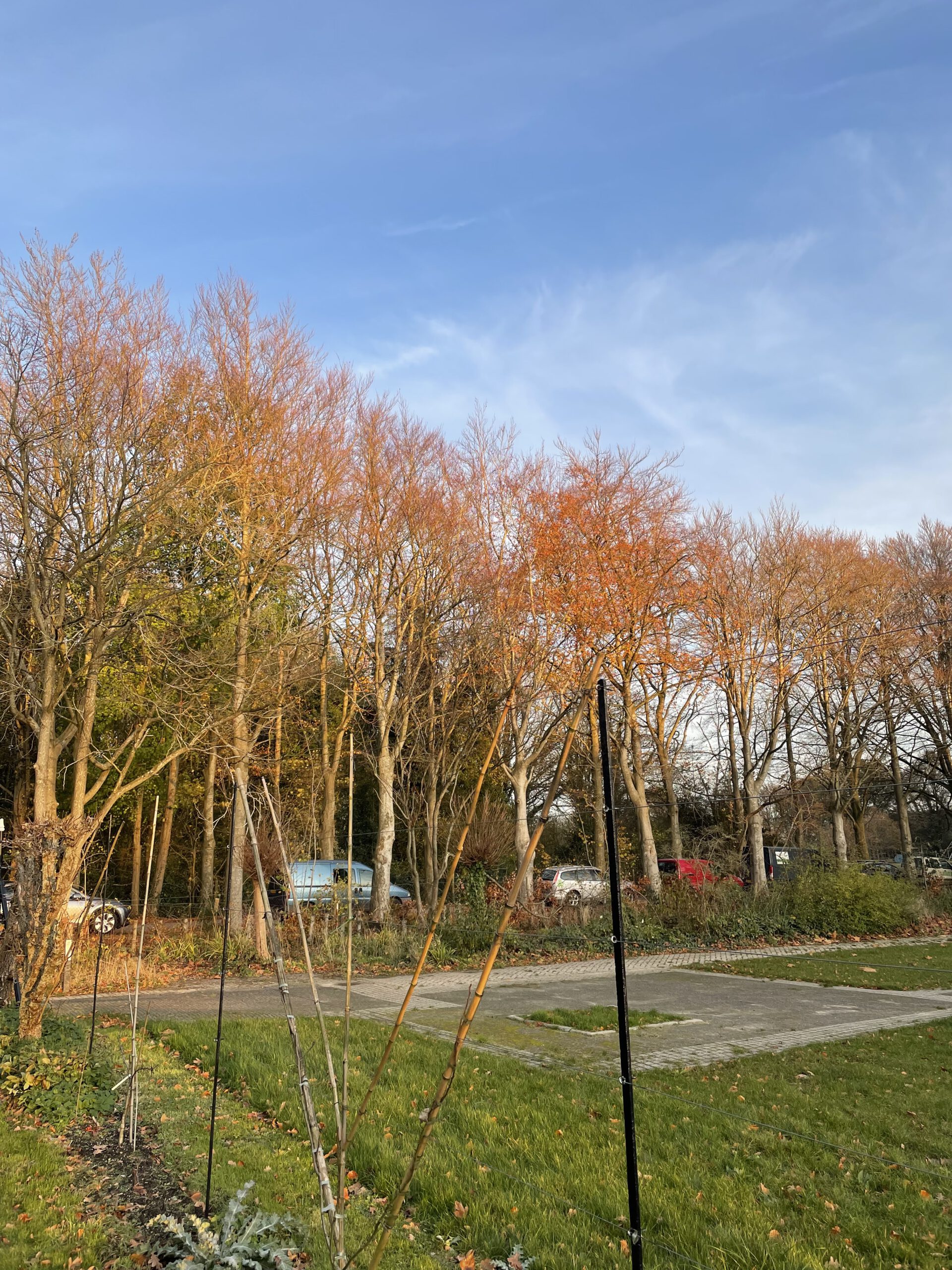 Essay: Knud Sønderby – Koude vlammen